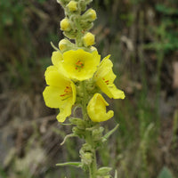 Yellow Mullein Flower Seeds