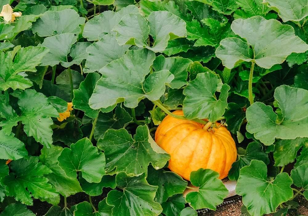 Yellow pumpkin seeds for planting