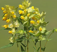 Yellow rattle seeds Rhinanthus minor for planting