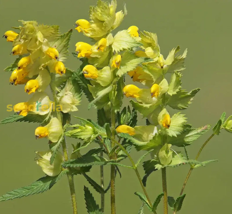Yellow rattle seeds Rhinanthus minor for planting