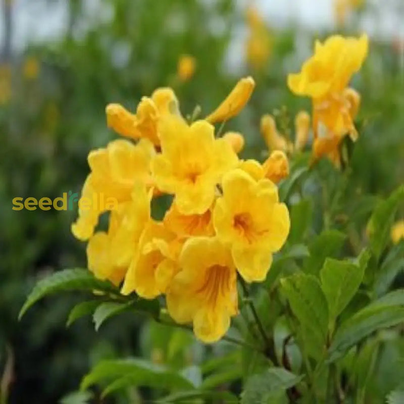 Yellow Rawstone Plant For Your Garden Seed Bright And Cheerful Blooms Flower Seeds