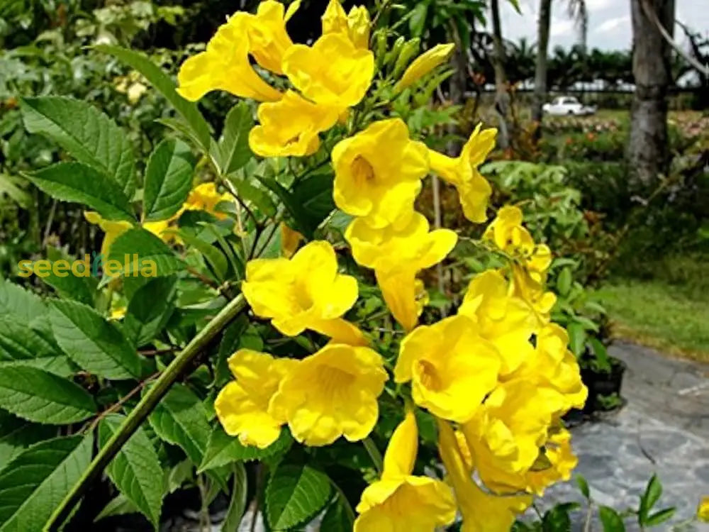 Yellow Rawstone Plant For Your Garden  Seed Bright And Cheerful Blooms Flower Seeds