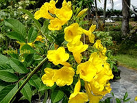 Yellow Rawstone Plant For Your Garden  Seed Bright And Cheerful Blooms Flower Seeds