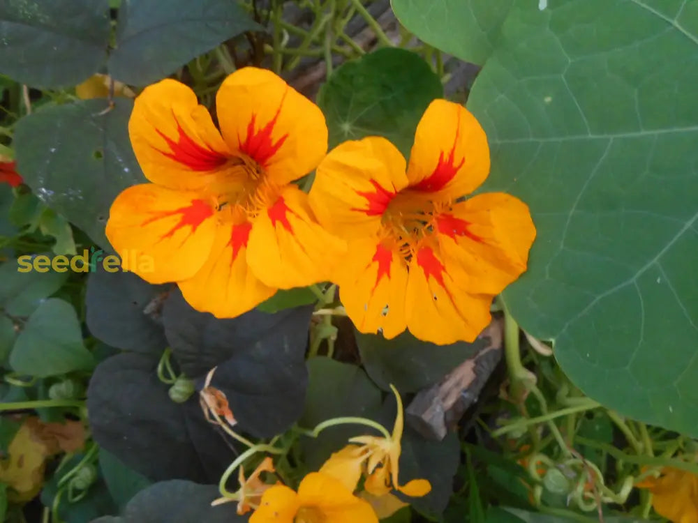 Yellow Red Nasturtium Flower Seeds Planting