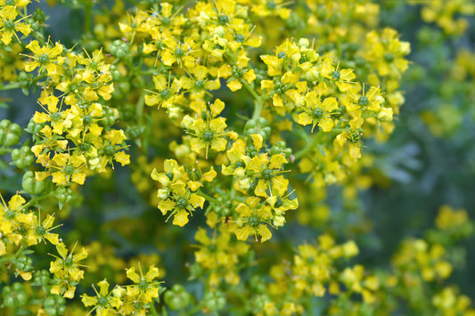 Yellow Rue plant with bright yellow flowers and aromatic leaves