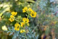 Yellow Ruta Graveolens Flower Planting Seeds  Brighten Your Garden With Vibrant Flowers