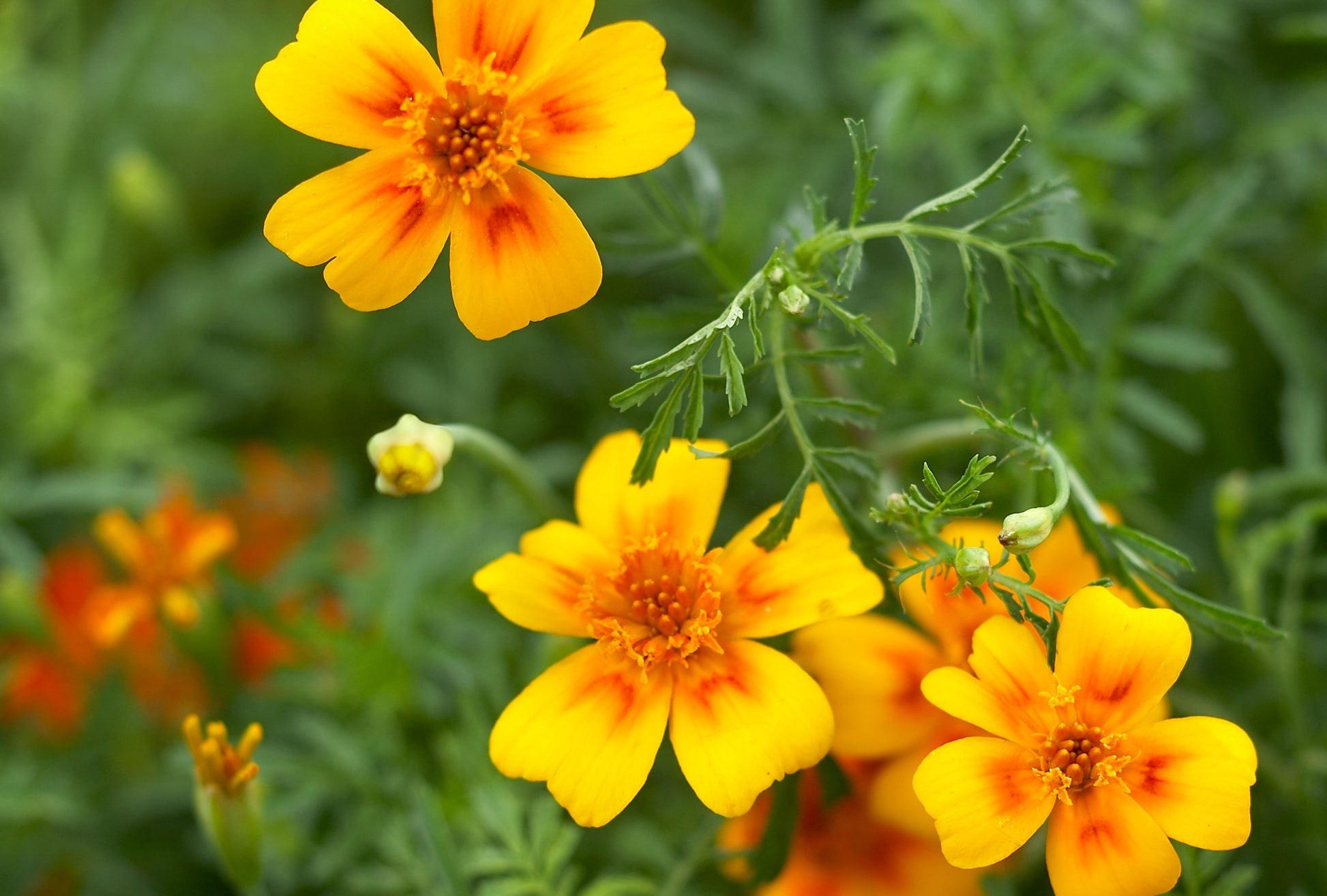 Bright Yellow Signet Marigold seeds for long-lasting flowering