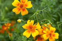 Bright Yellow Signet Marigold seeds for long-lasting flowering