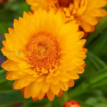 Yellow Strawflower Flower Planting Seeds