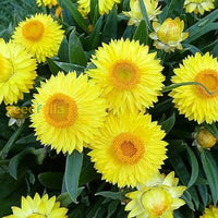 Yellow Strawflower Flower Planting Seeds