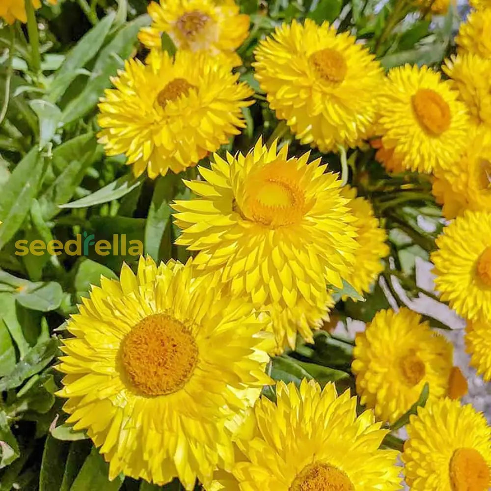 Yellow Strawflower Flower Planting Seeds