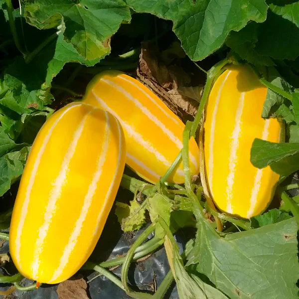 Yellow Sweet Melon seeds for home vegetable garden planting