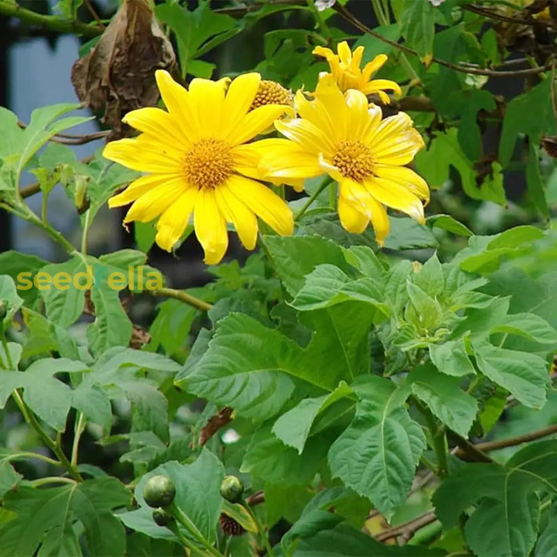 Yellow Tithonia Diversifolia Seeds