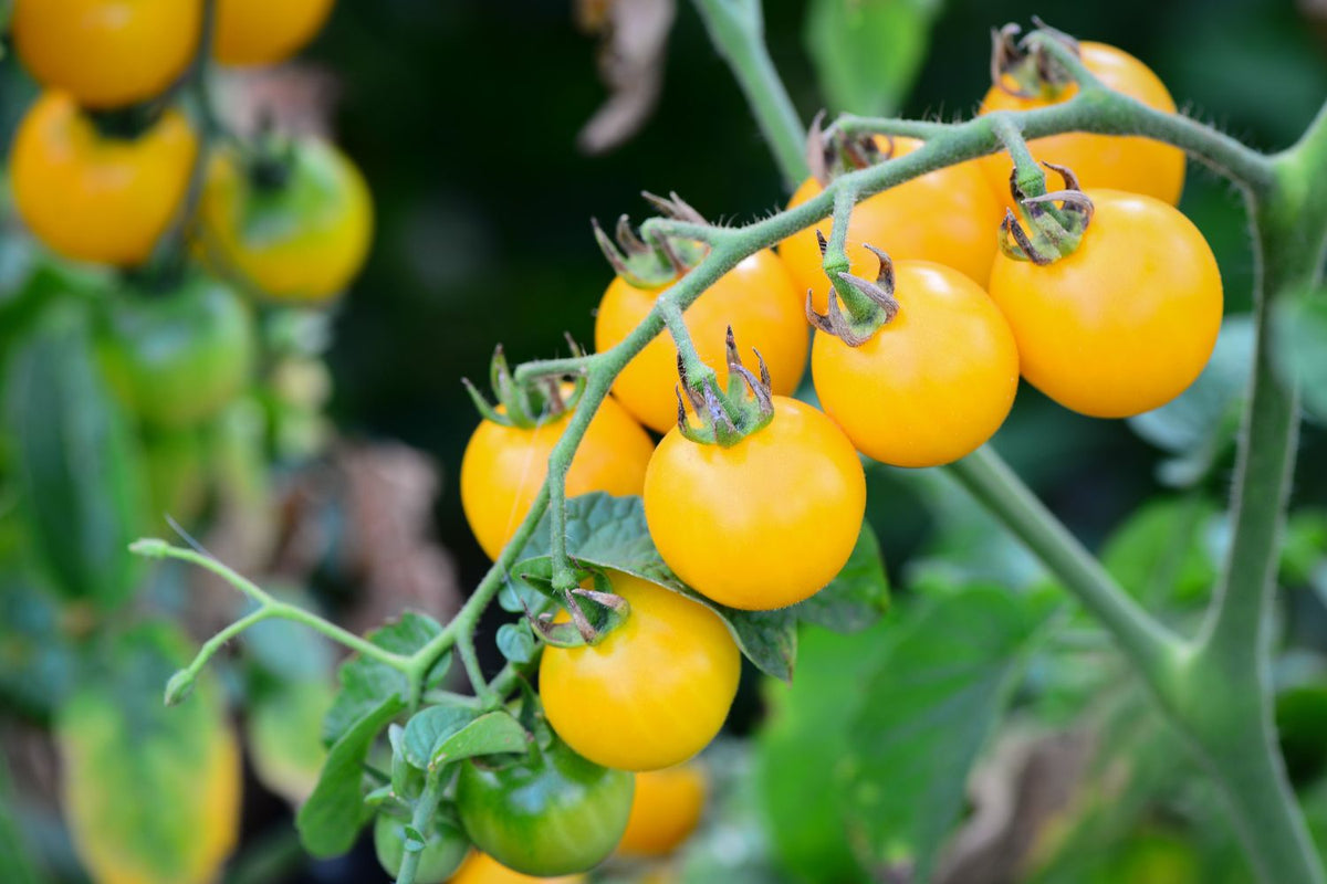Fresh yellow tomato harvest