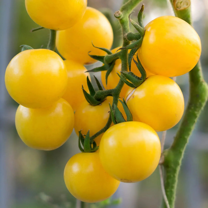 Yellow tomato seeds for planting
