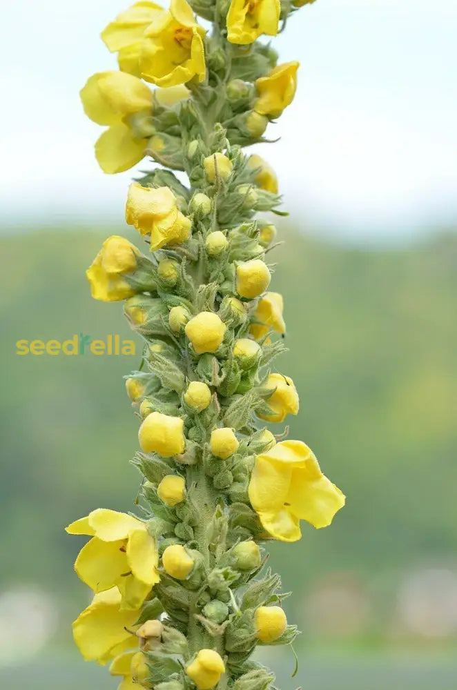 Yellow Verbascum Flower Seeds For Planting