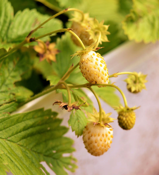 Yellow Wonder Strawberry Seeds – Fragaria vesca Non-GMO Heirloom Variety