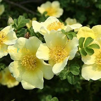 yellow-xanthina-flower-seeds
