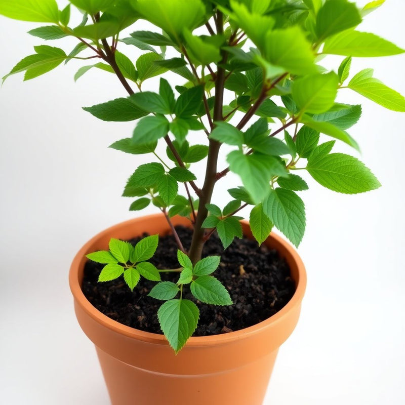 Aesculus Pavia Seeds, Enhance Your Garden with Ornamental Beauty