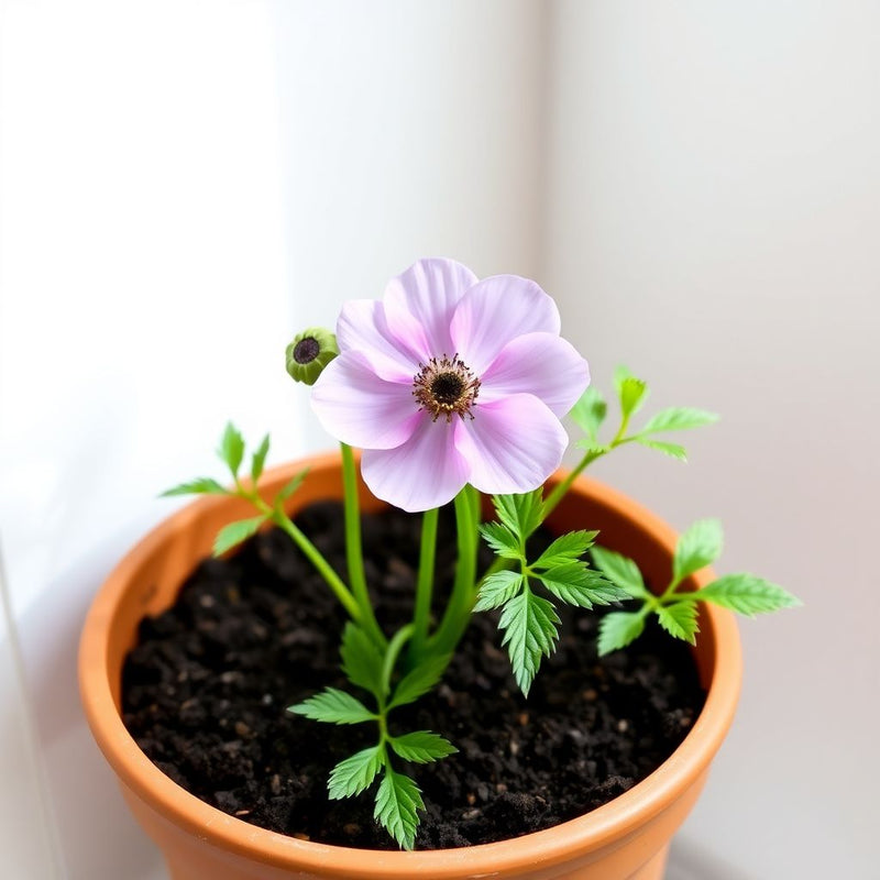 Anemone Blanda Flower seeds for Planting - Fragrant Blossoms, Heirloom & GMO Free Seeds for Home Garden
