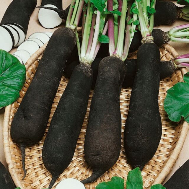Seedlings of Black Radish growing strong from non GMO seeds