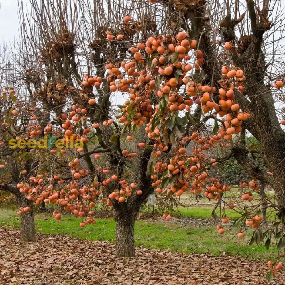 Young Diospyros Kaki tree development