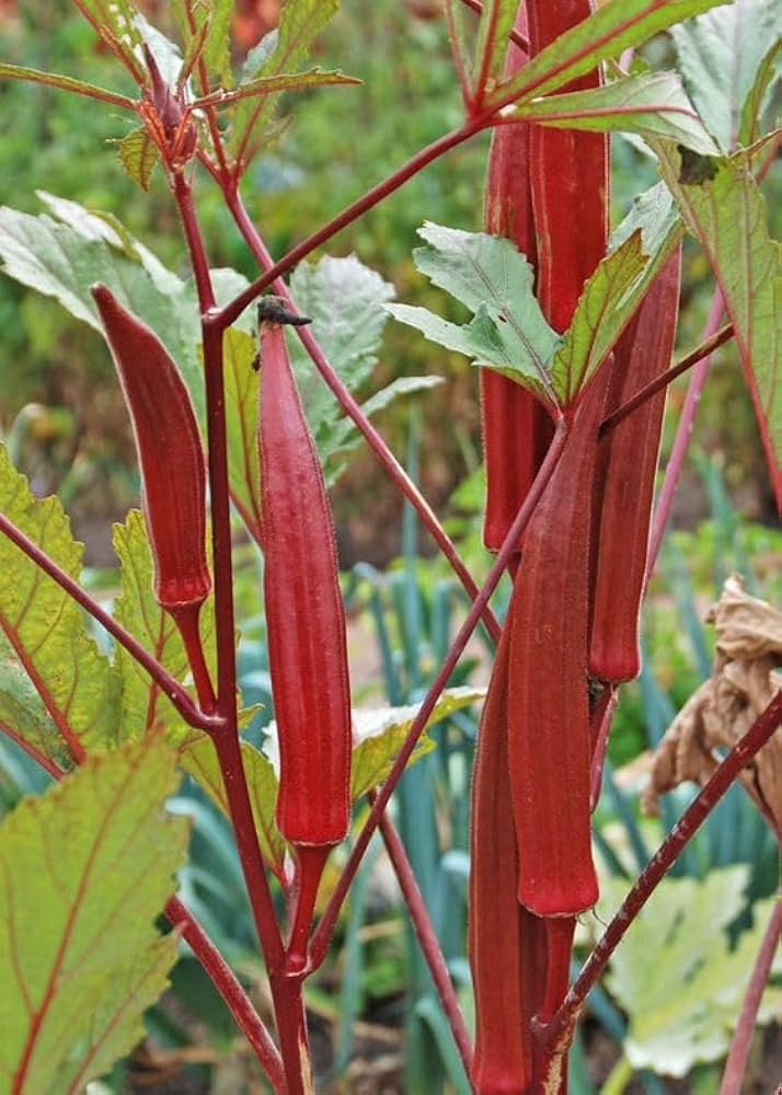Seedlings of Maroon Red Okra growing strong from non GMO seeds