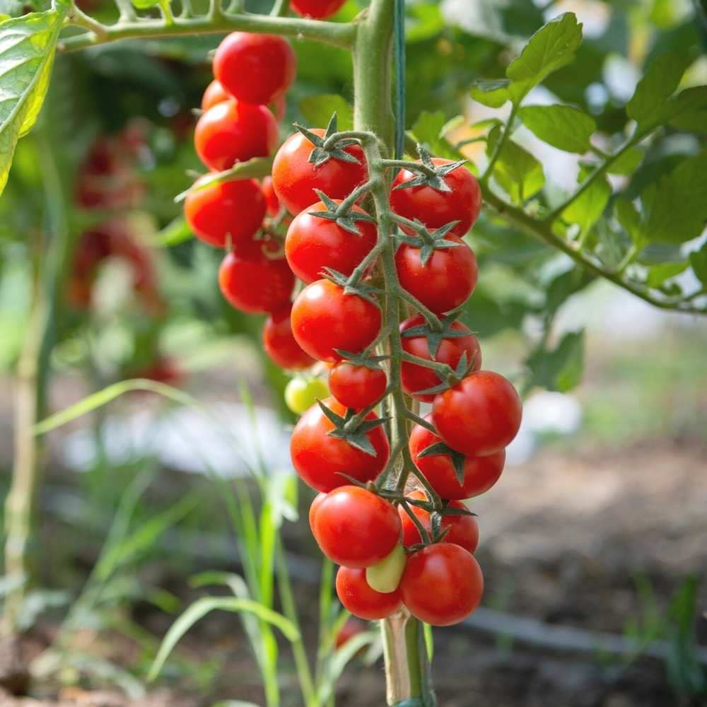 Seedlings of Red Tomato growing healthy from non GMO seeds