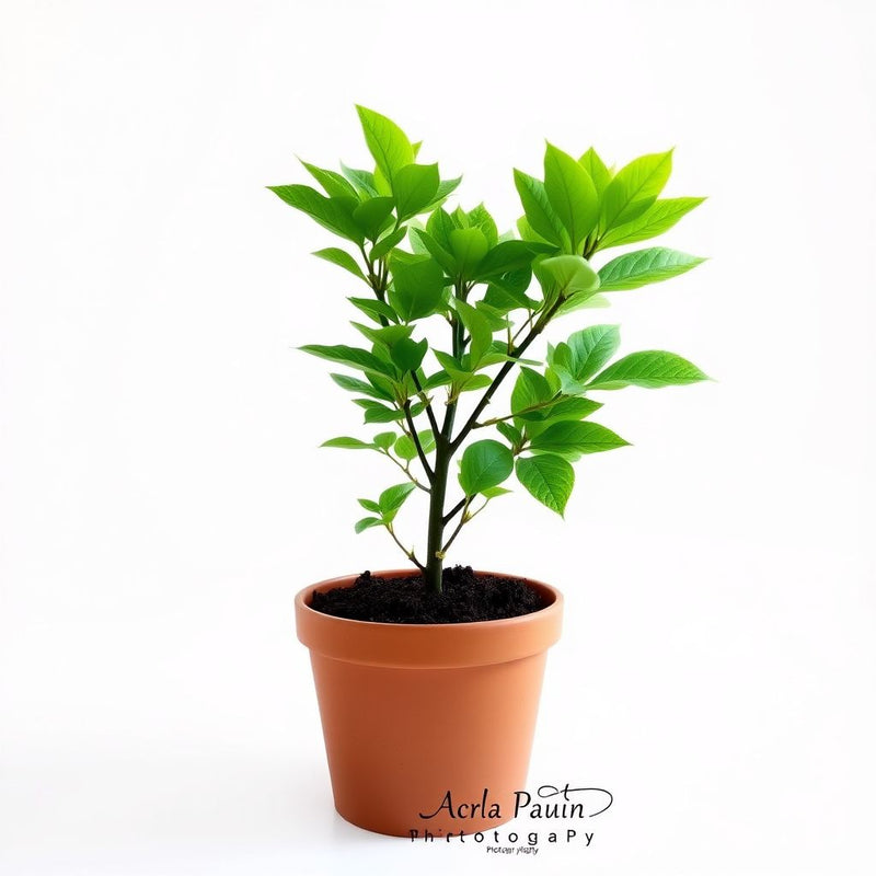 Aesculus Pavia Flower seeds for Planting - Compact Growth, Heirloom & GMO Free Seeds for Home Garden