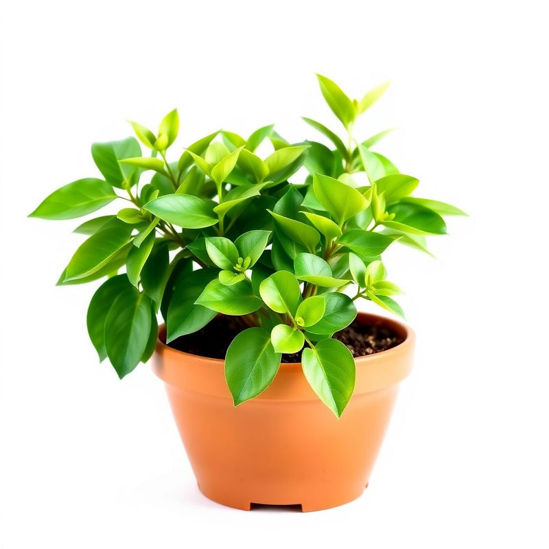 Alismatifolia Green Seeds: Perfect for Planting