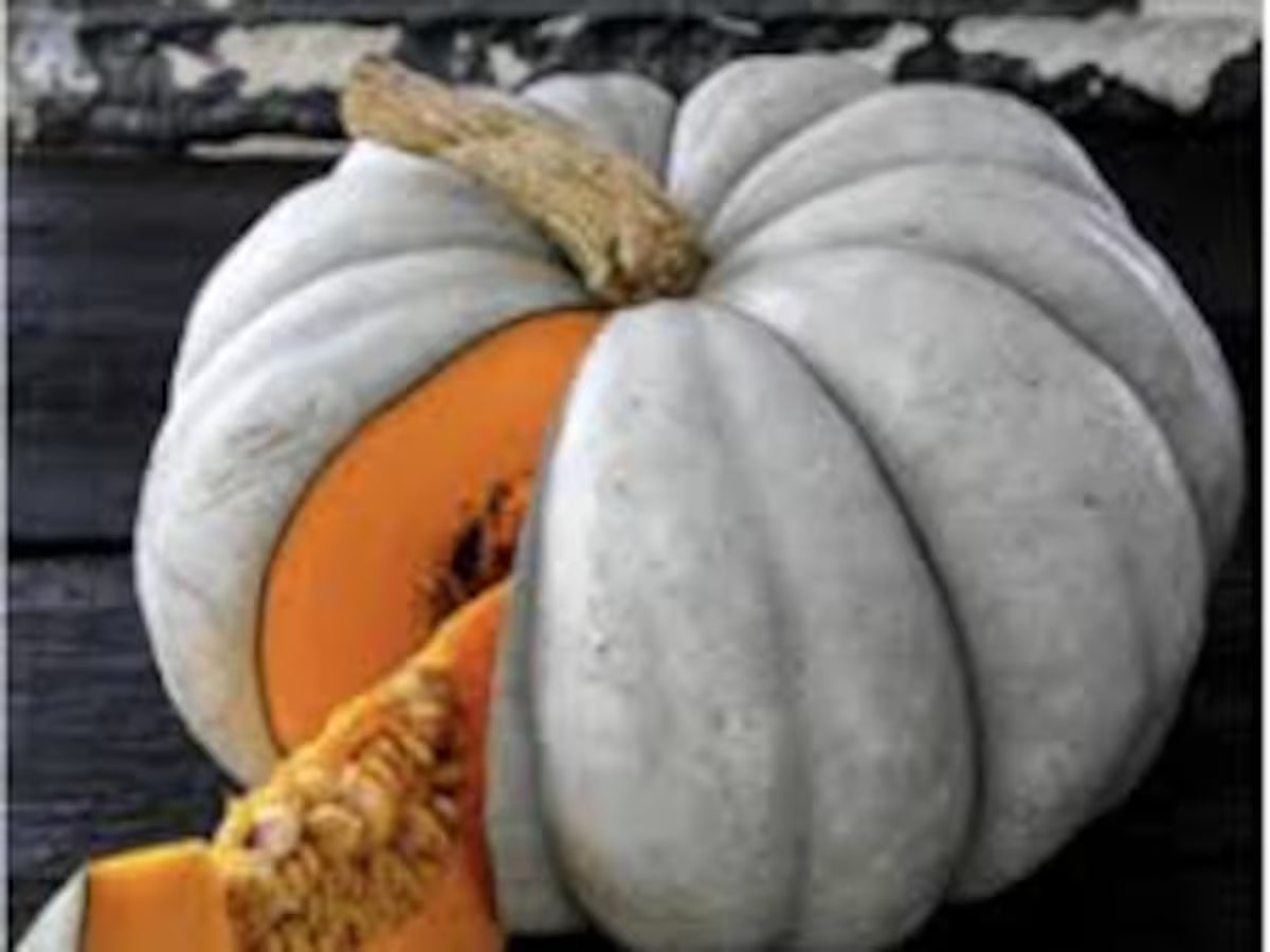 Gray Zapallo Plomo Vegetable Planting Seeds