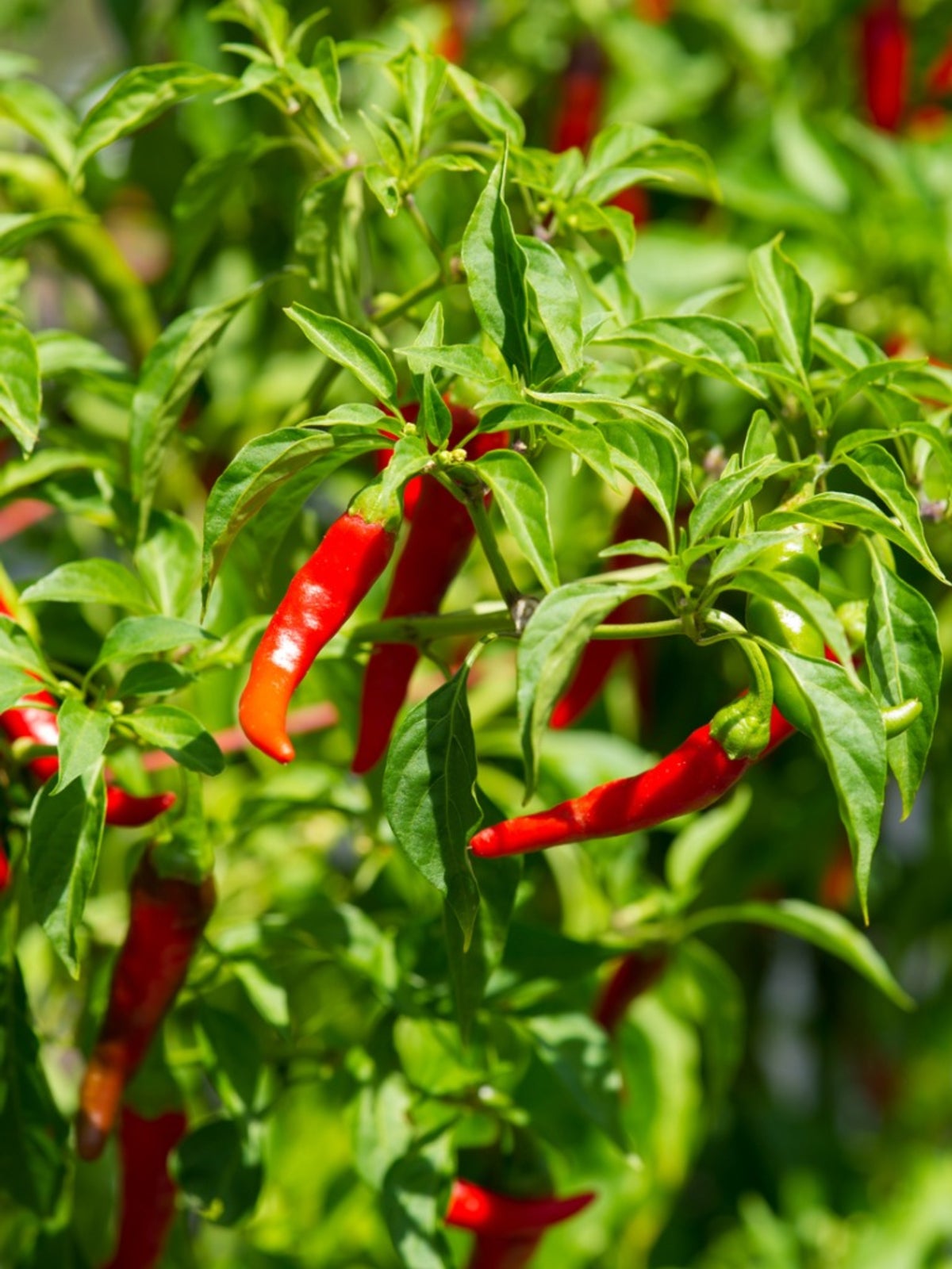 Cayenne Pepper Seeds: Planting Guide for Successful Growth