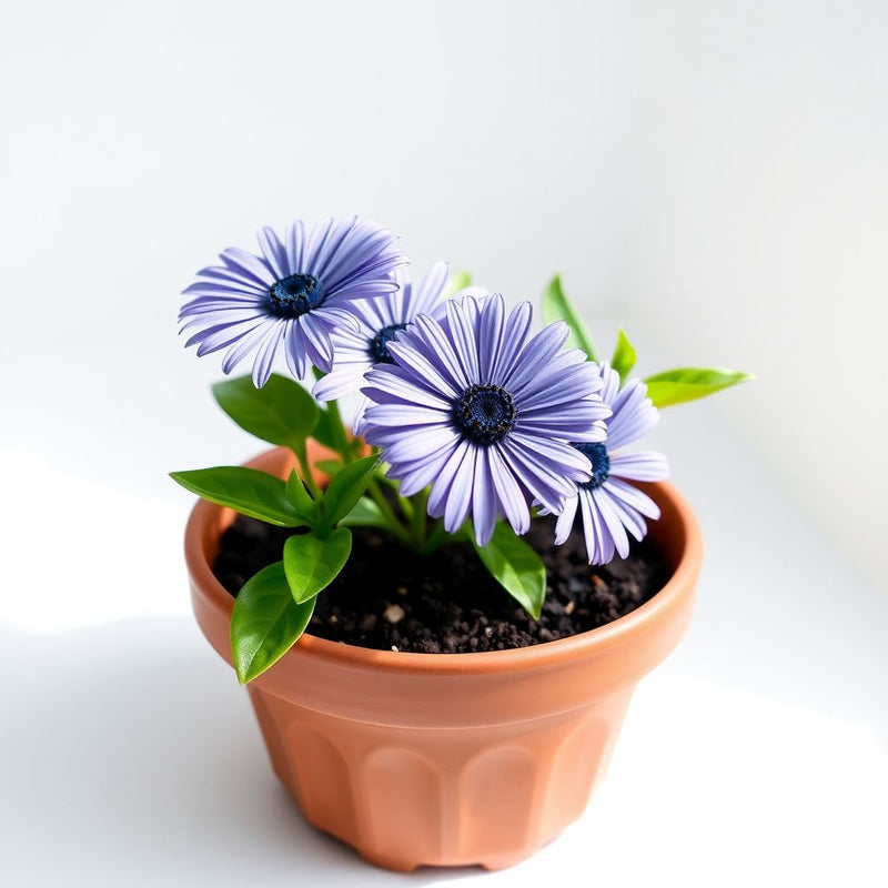 African Blue Eyed Daisy Seeds – Rare Osteospermum Flower