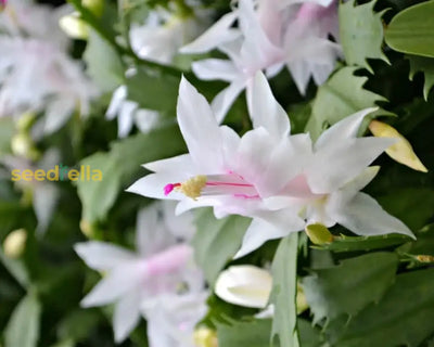 100 Pcs