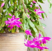 Zygocactus Truncatus Dark Pink Flower Seeds